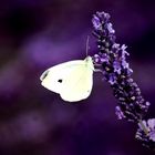 Schmetterling sitzt auf Lavendel