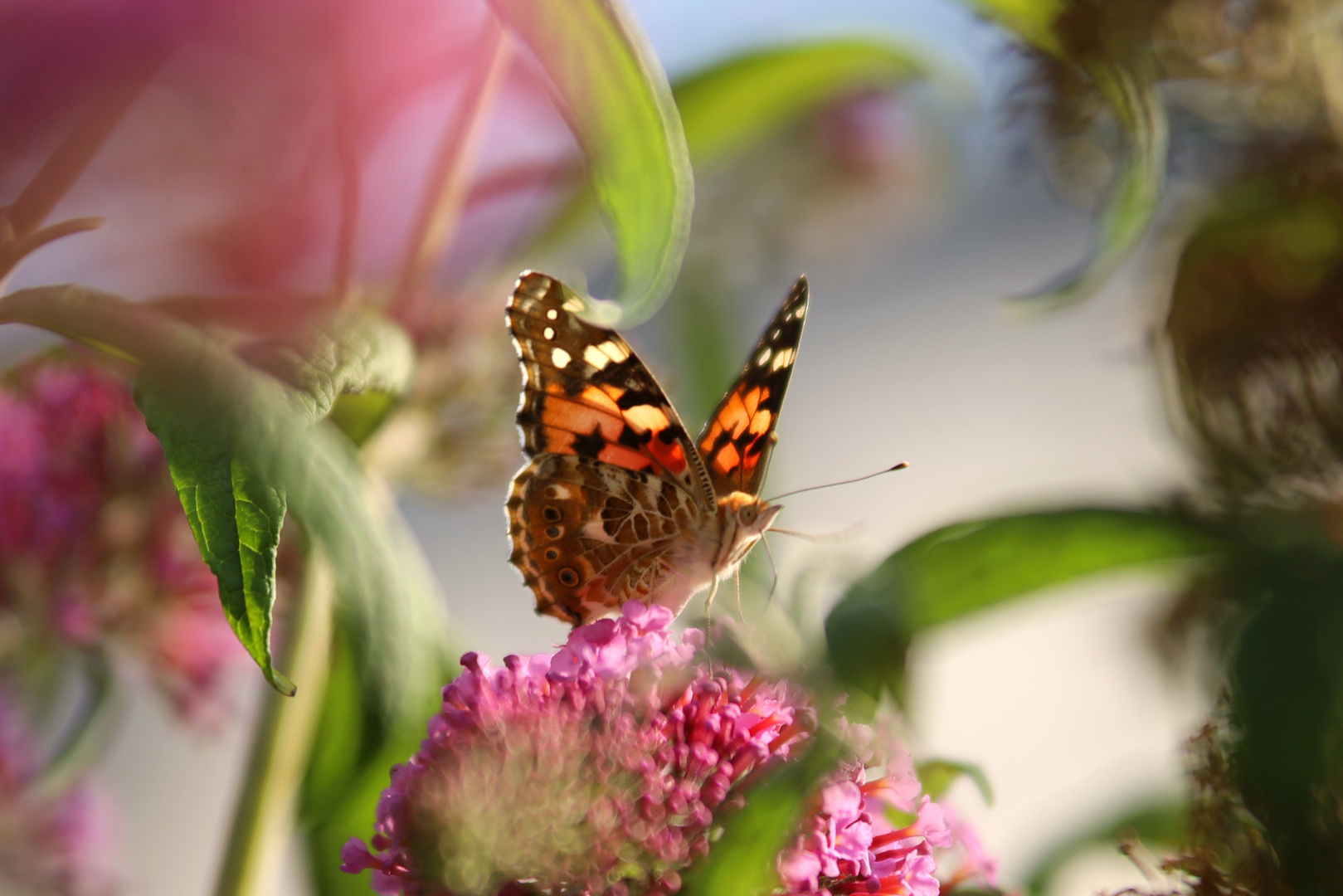 Schmetterling sitzt im Abendlicht