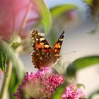 Schmetterling sitzt im Abendlicht