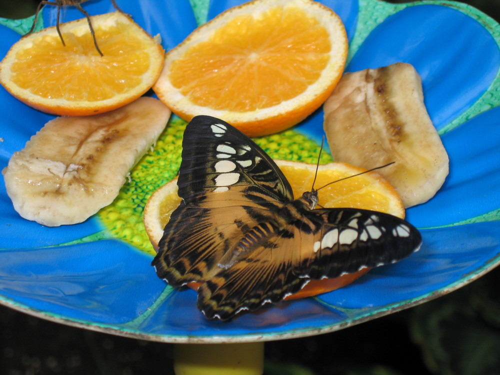 Schmetterling Snack