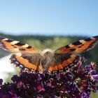 Schmetterling so nah und doch so schön