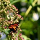 Schmetterling > Sommer > 2010