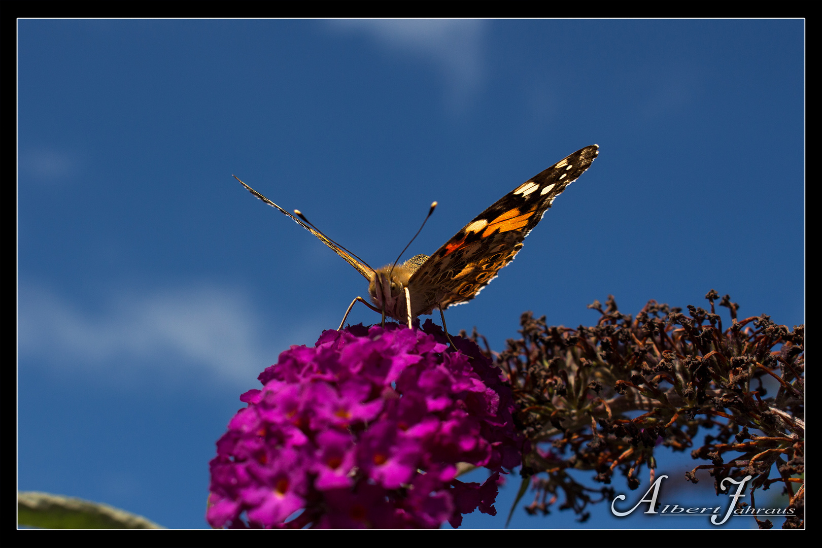 Schmetterling (sommer 2016)