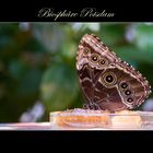 Schmetterling-Sonderausstellung in der Biosphäre Potsdam
