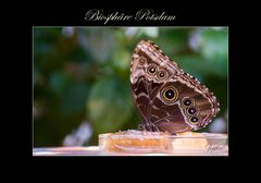 Schmetterling-Sonderausstellung in der Biosphäre Potsdam