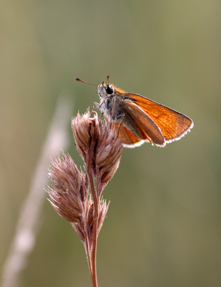 Schmetterling sonnt sich...