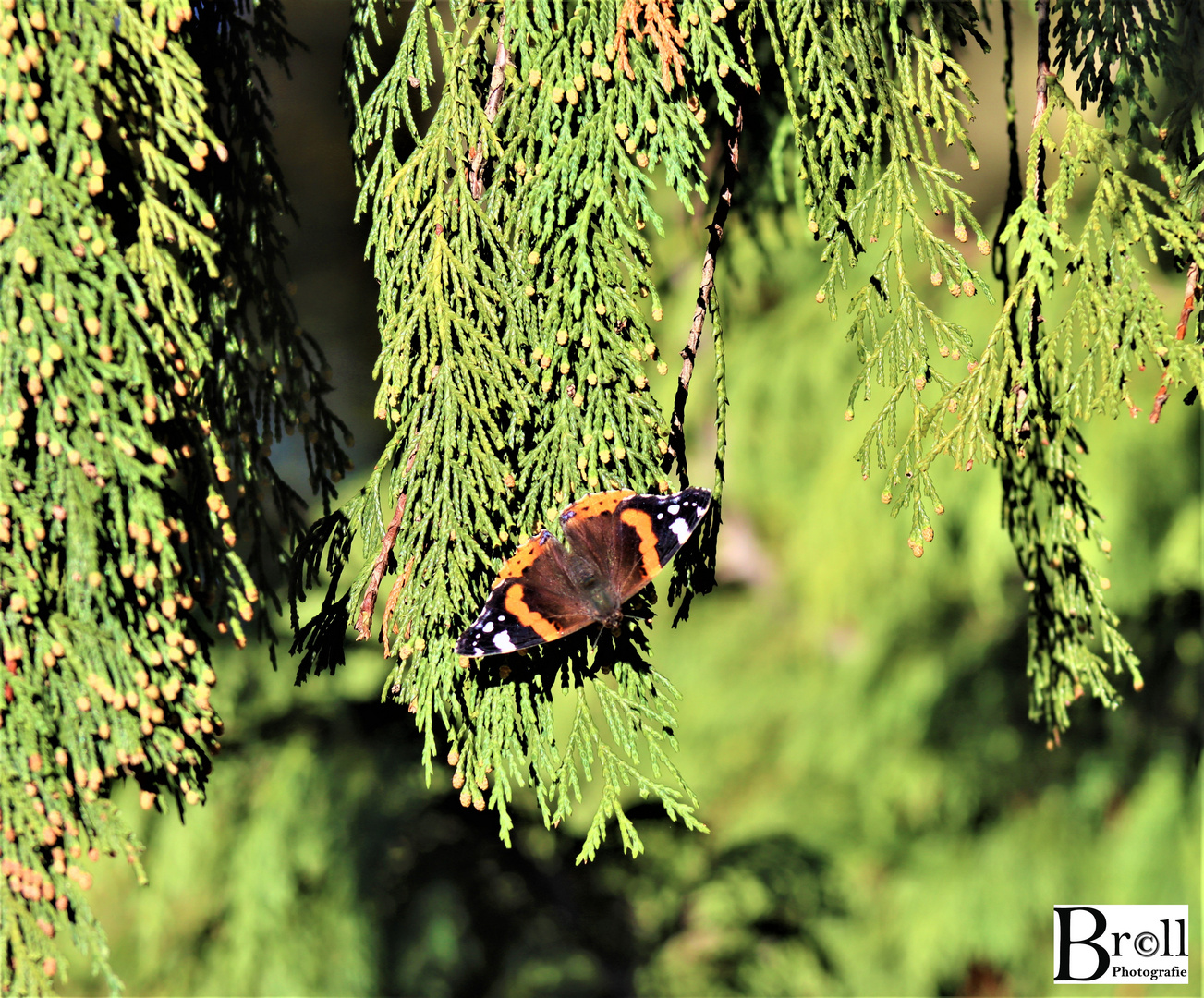 Schmetterling sonnt sich