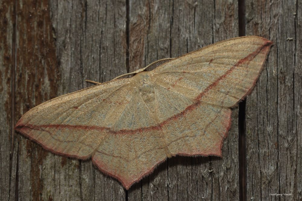 Schmetterling - Spanner - Ampferspanner