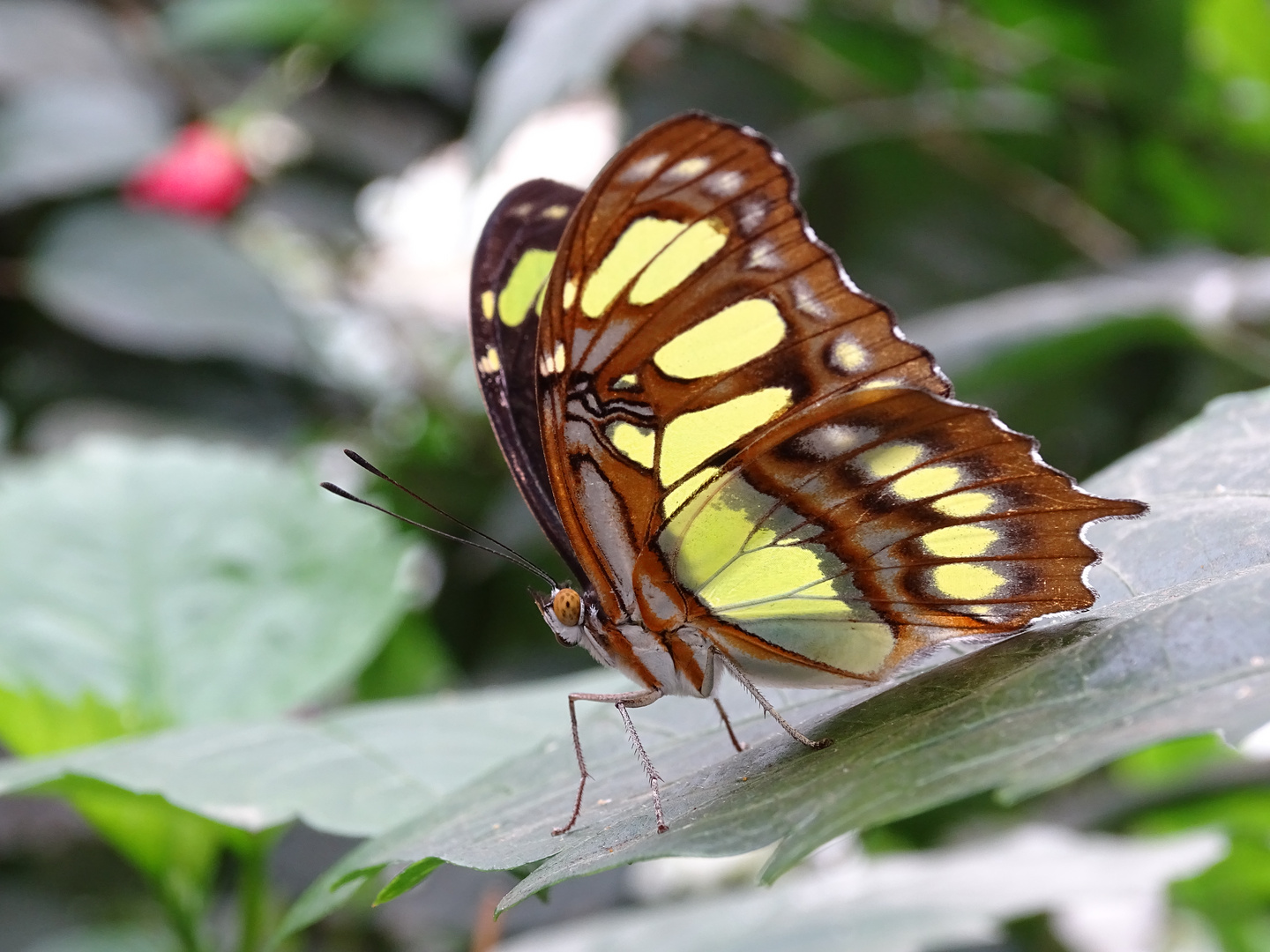 Schmetterling (Spiroeta steles)