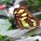 Schmetterling (Spiroeta steles)