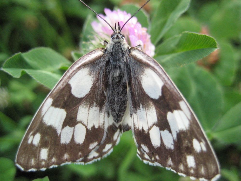 Schmetterling... Startbereit!