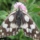 Schmetterling... Startbereit!