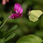 Schmetterling startet