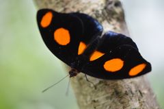 Schmetterling statt Blumen