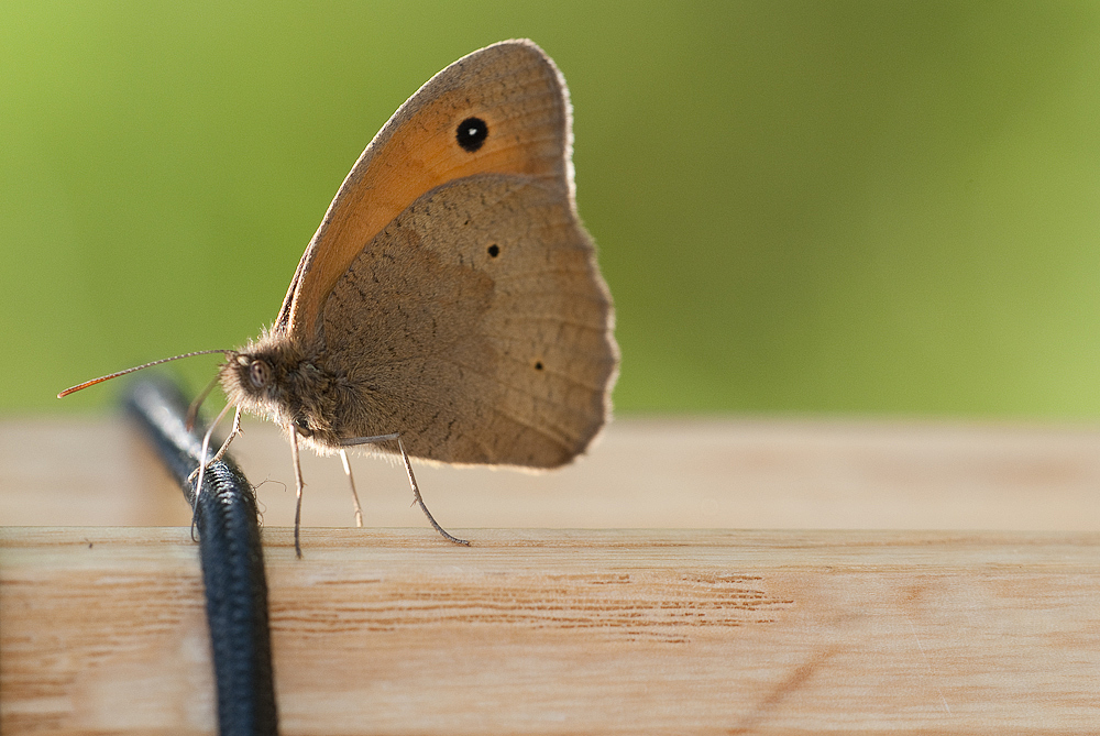 Schmetterling steht auf Berlebach...