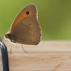 Schmetterling steht auf Berlebach...