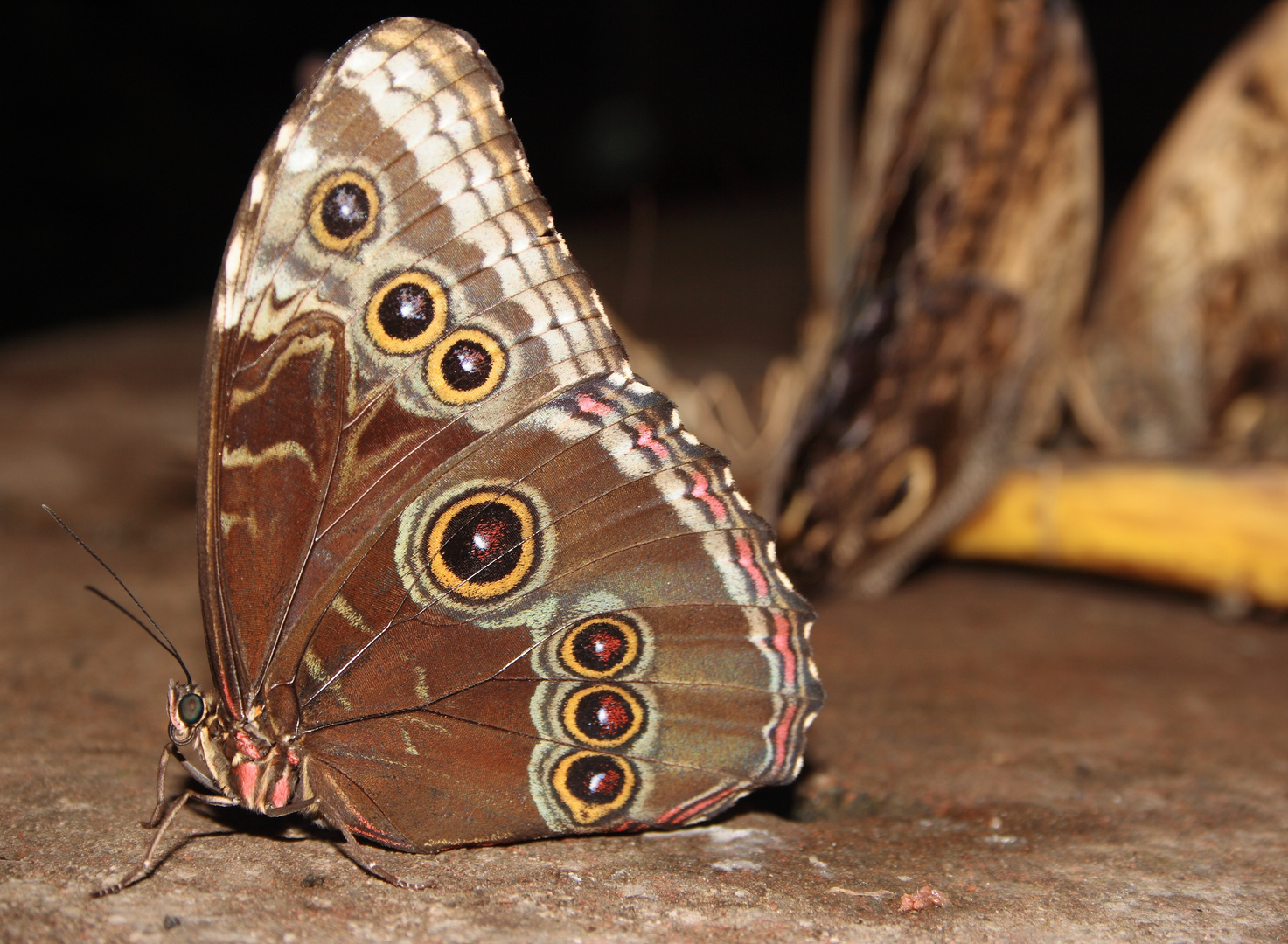 Schmetterling steht Schmiere