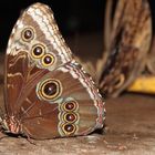 Schmetterling steht Schmiere