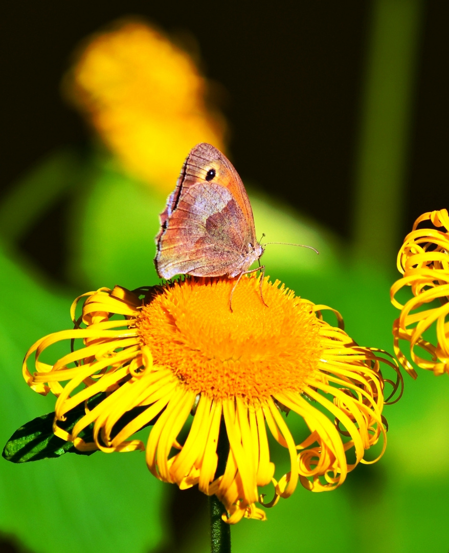 Schmetterling still at work