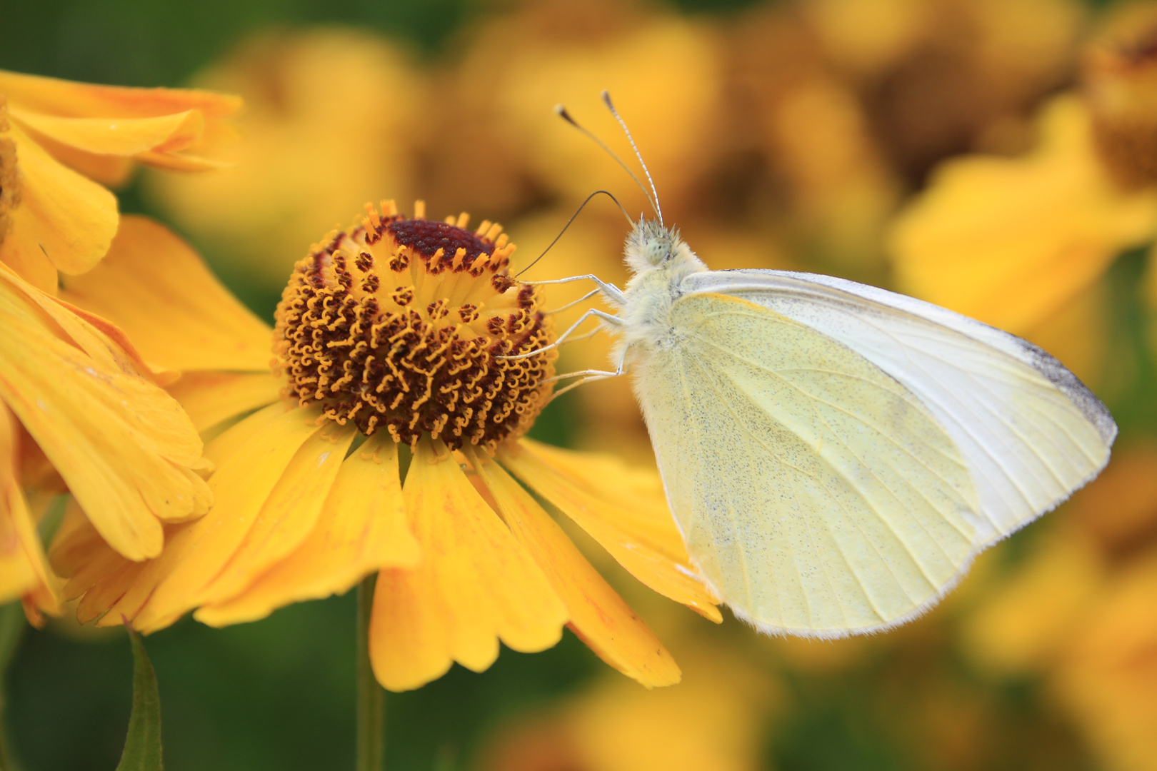 Schmetterling sucht Nahrung