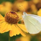 Schmetterling sucht Nahrung