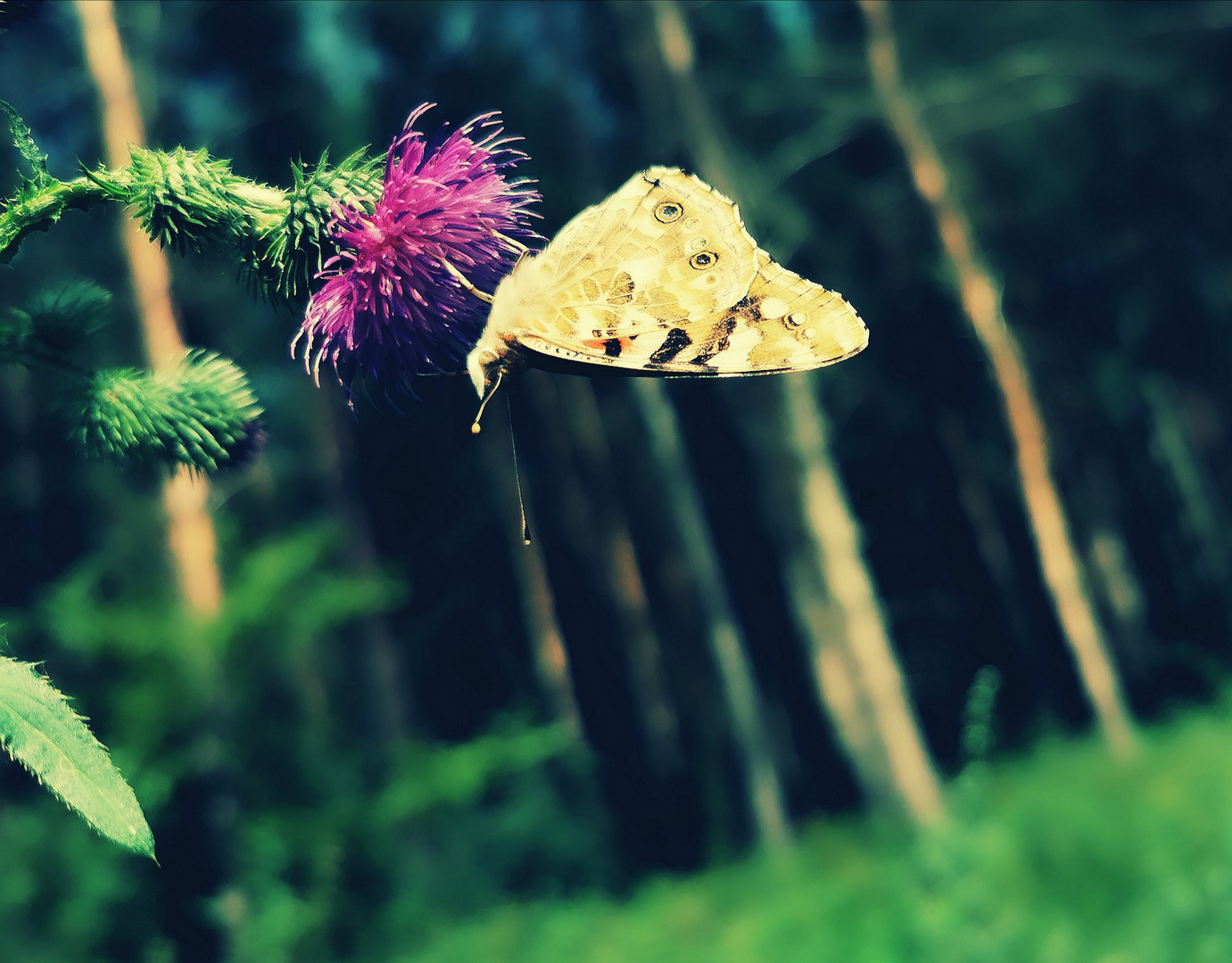 Schmetterling Supermakro ohne Effekte