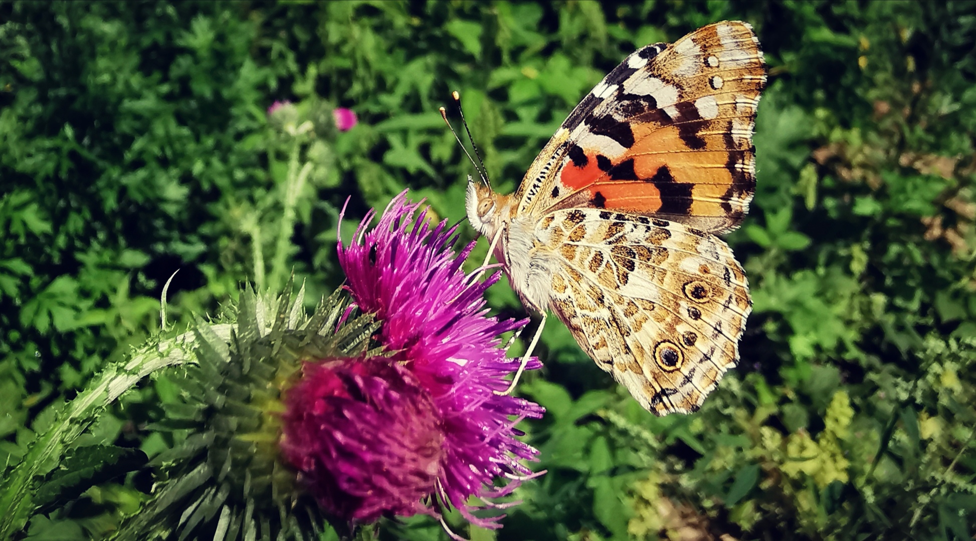 Schmetterling Supermakro vergrößert 