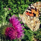 Schmetterling Supermakro vergrößert 