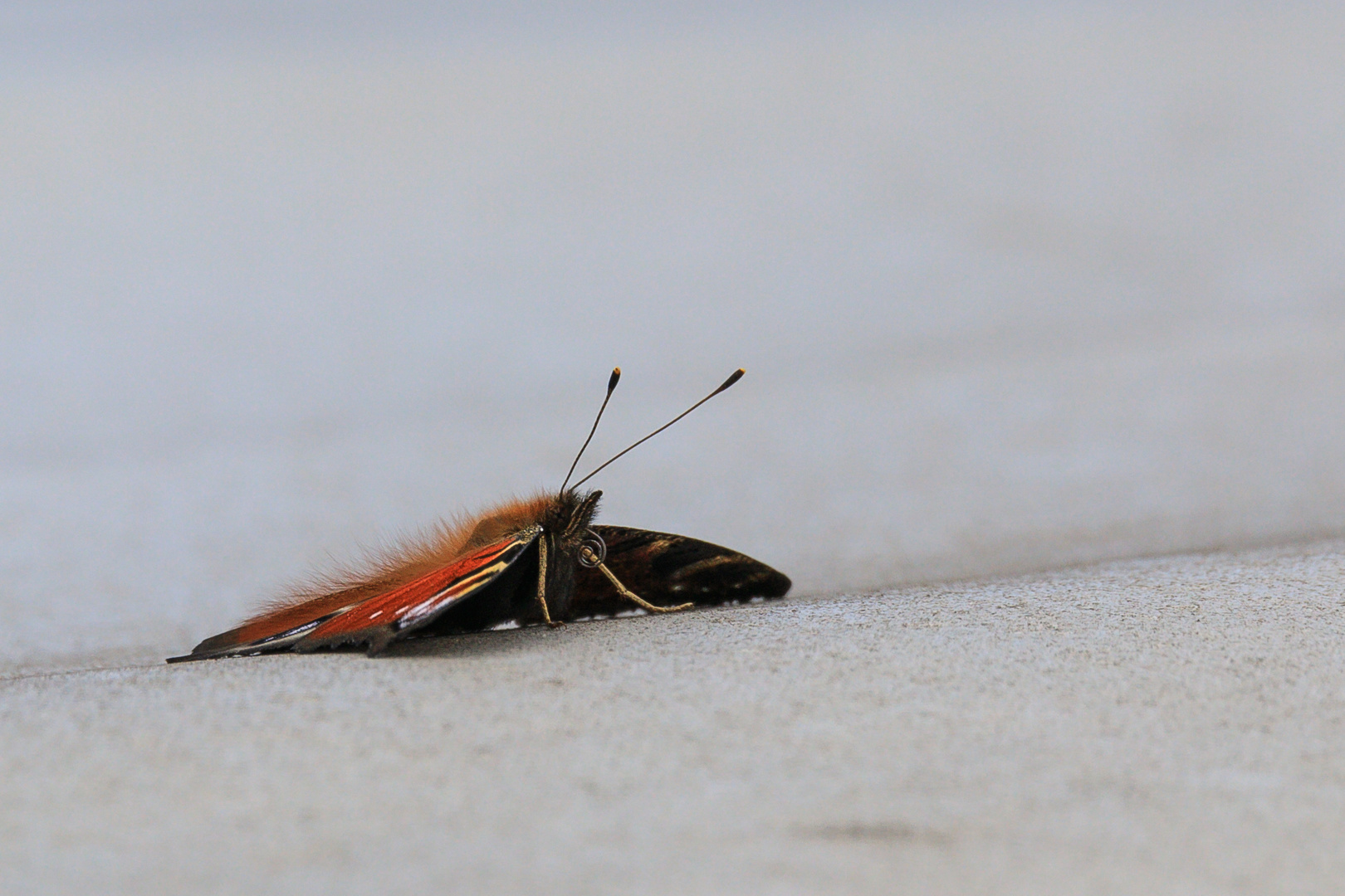 Schmetterling Tagpfauenauge-0380-2