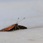 Schmetterling Tagpfauenauge-0380-2