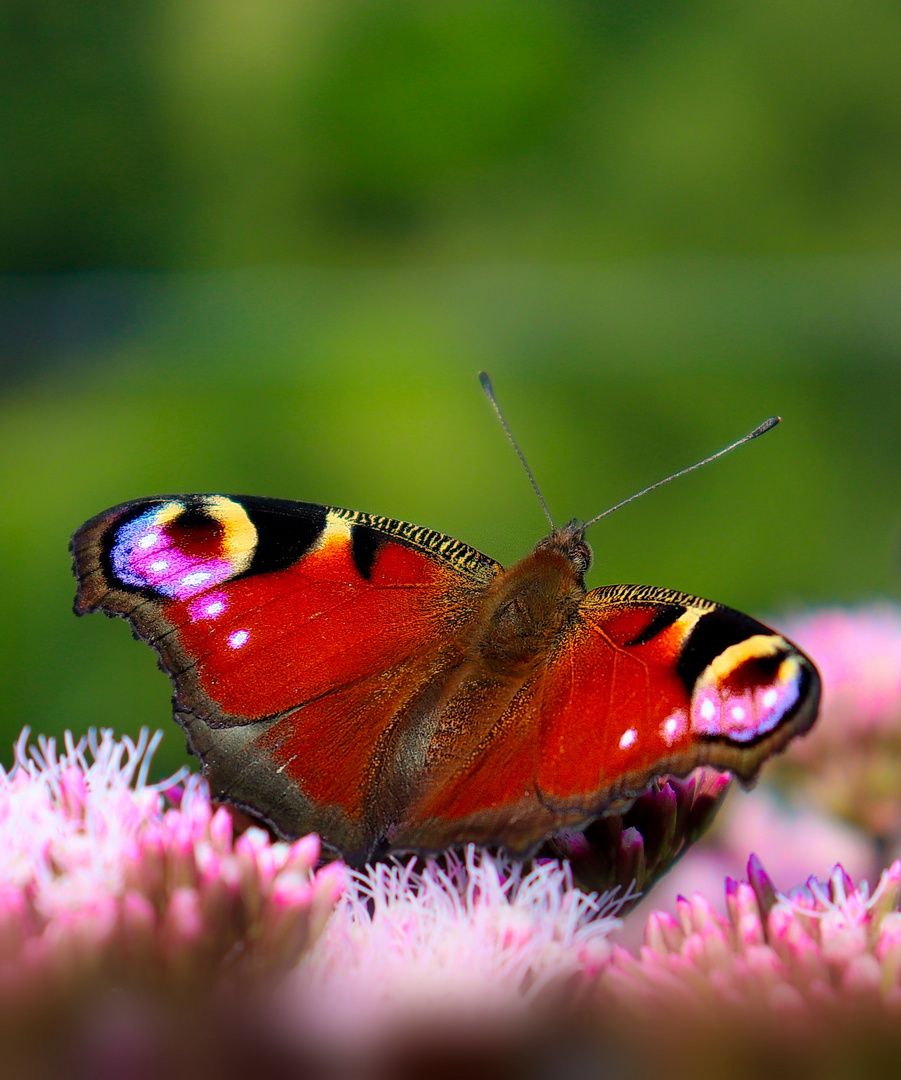 Schmetterling Tagpfauenauge