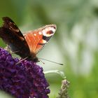 Schmetterling Tagpfauenauge