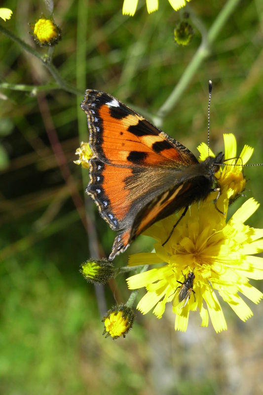 Schmetterling (Tagpfauenauge??)