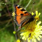 Schmetterling (Tagpfauenauge??)