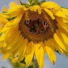 Schmetterling (Tagpfauenauge) auf Sonnenblume