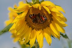 Schmetterling (Tagpfauenauge) auf Sonnenblume