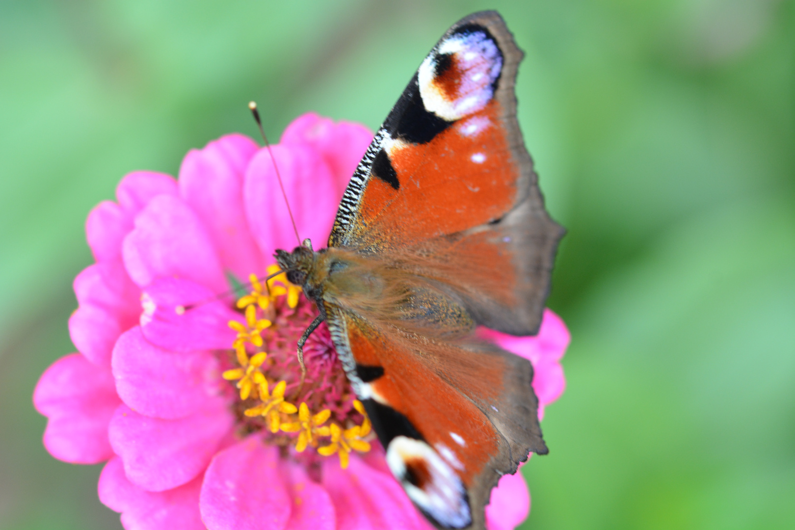 Schmetterling Tagpfauenauge