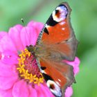 Schmetterling Tagpfauenauge