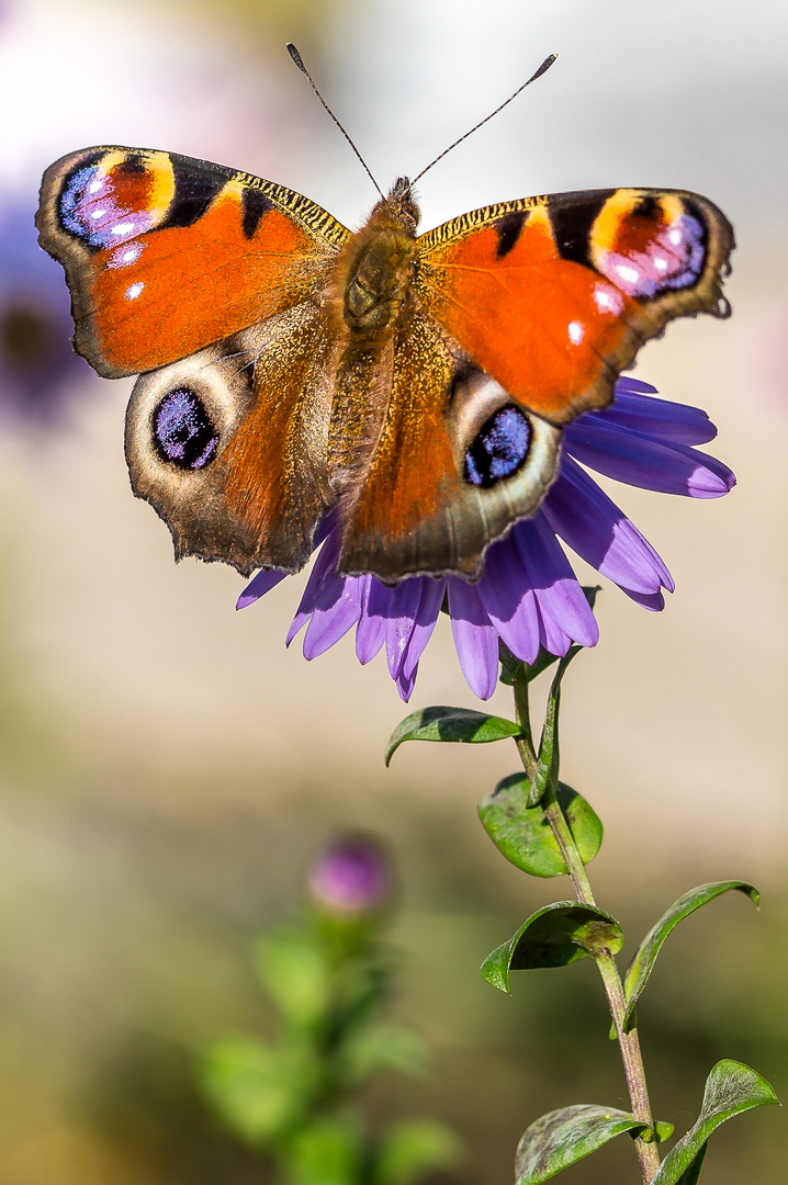 Schmetterling -Tagpfauenauge1