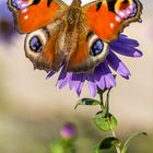 Schmetterling -Tagpfauenauge1