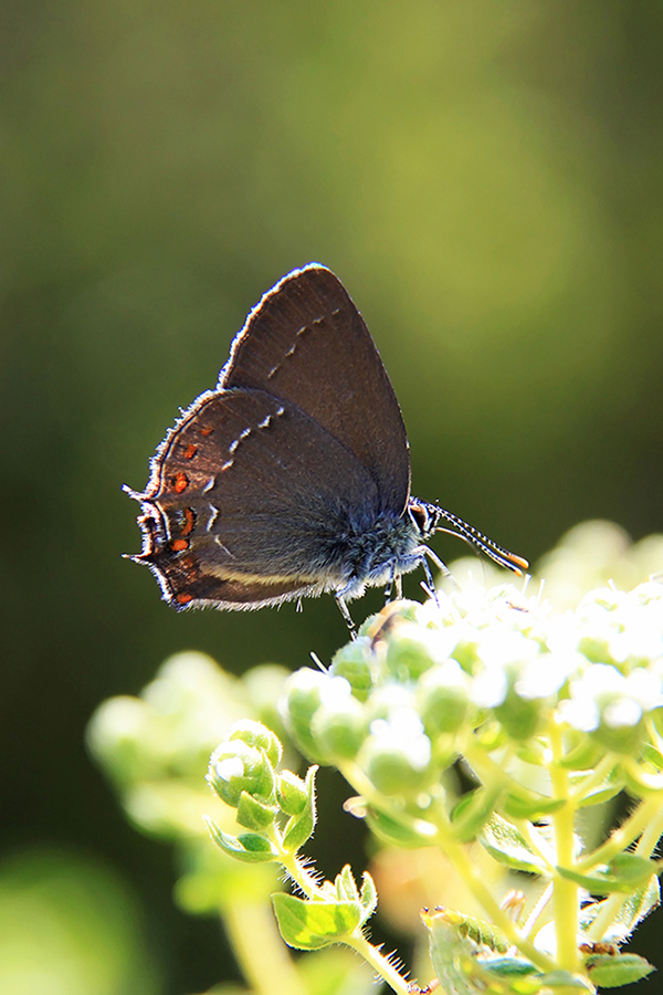 schmetterling tal-in der naehe von blau lagüne-fethiye