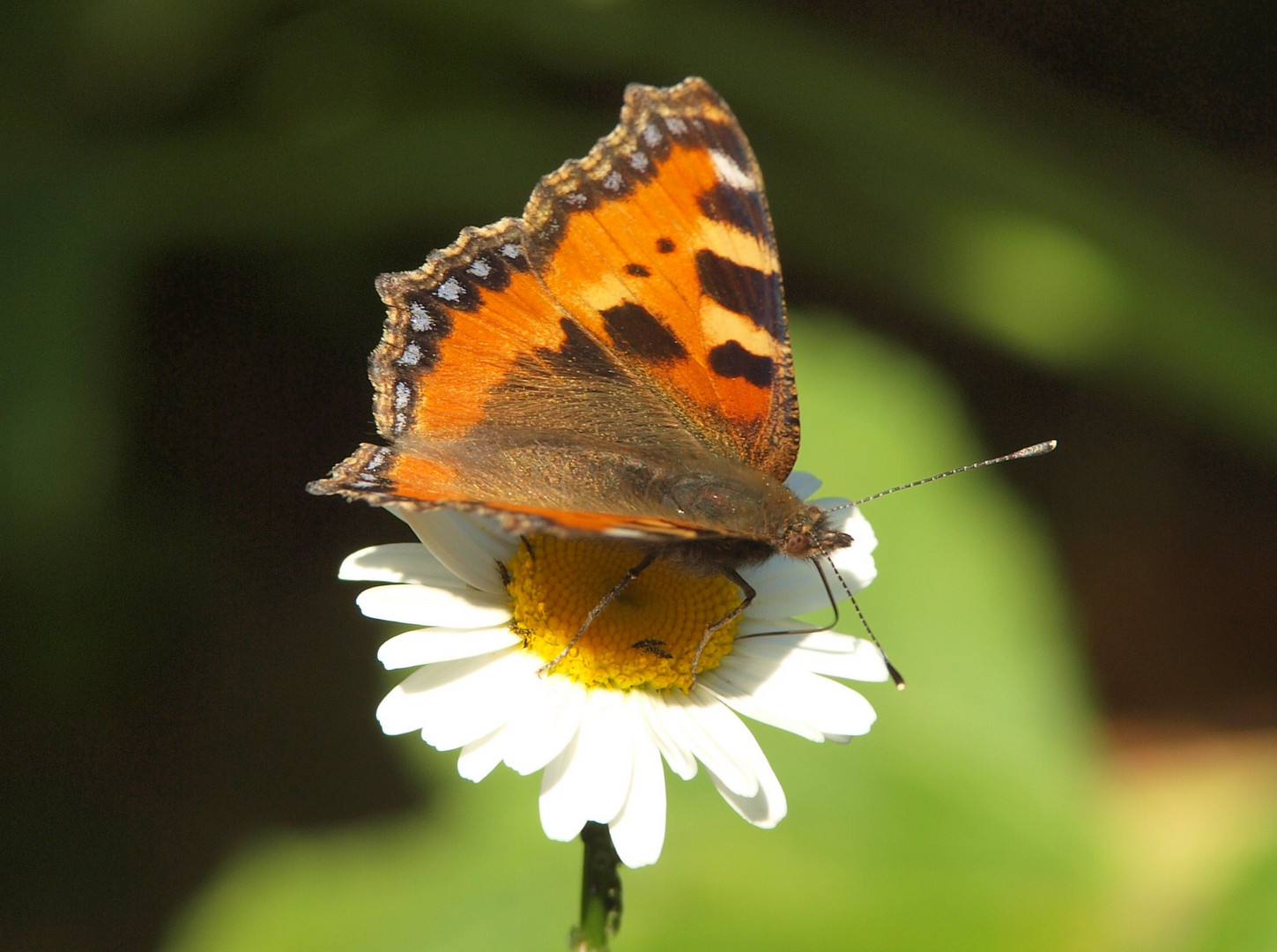 Schmetterling tankt auf