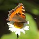 Schmetterling tankt auf