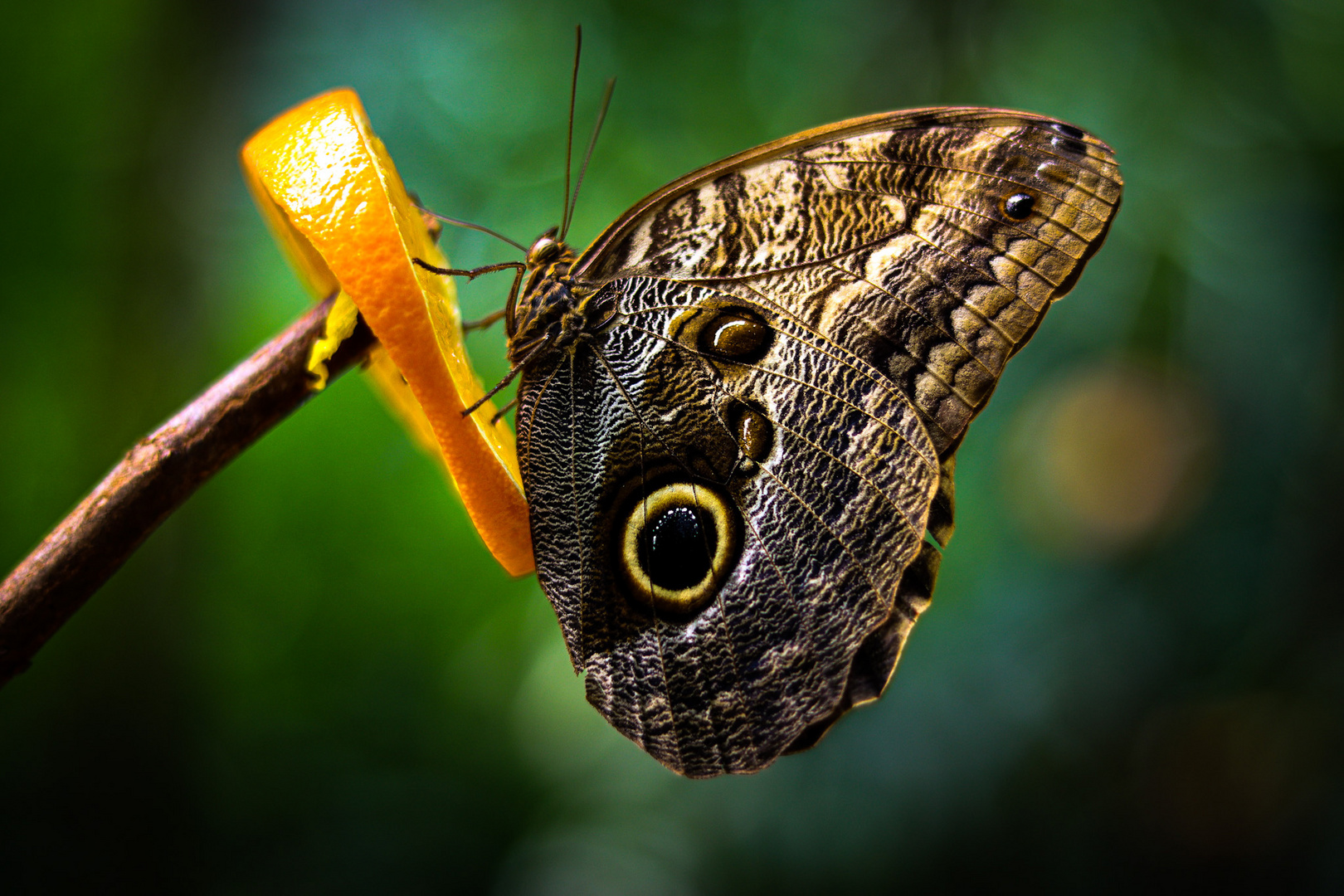 Schmetterling tankt Energie 