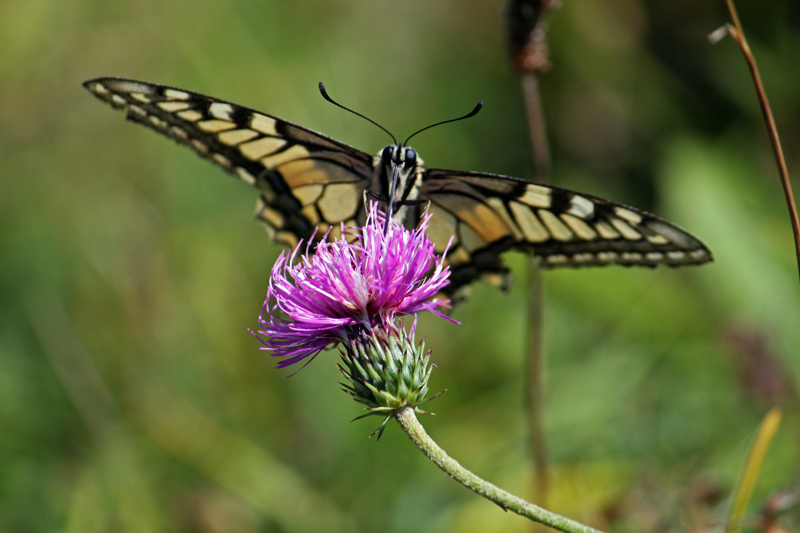 Schmetterling tankt Nektar