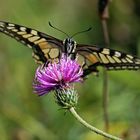 Schmetterling tankt Nektar