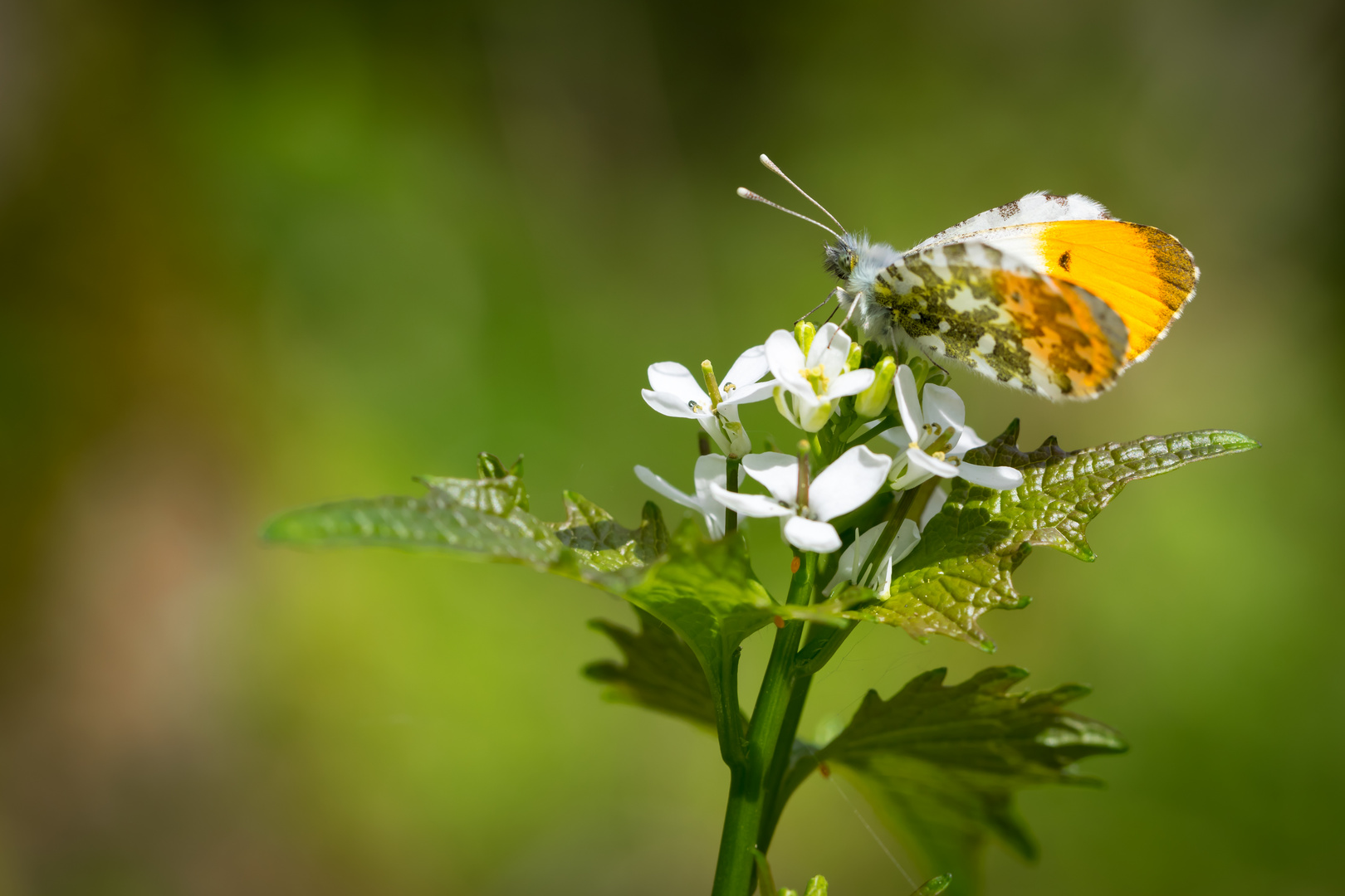 Schmetterling tankt Sonne