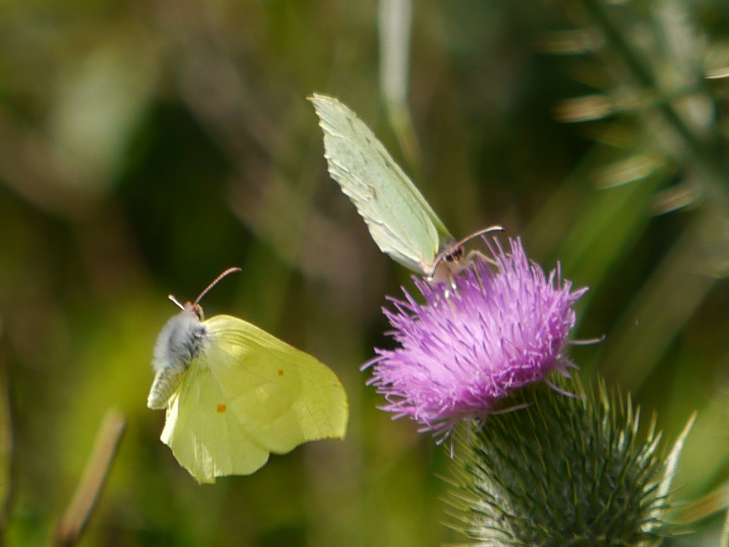 Schmetterling Tanz