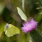 Schmetterling Tanz