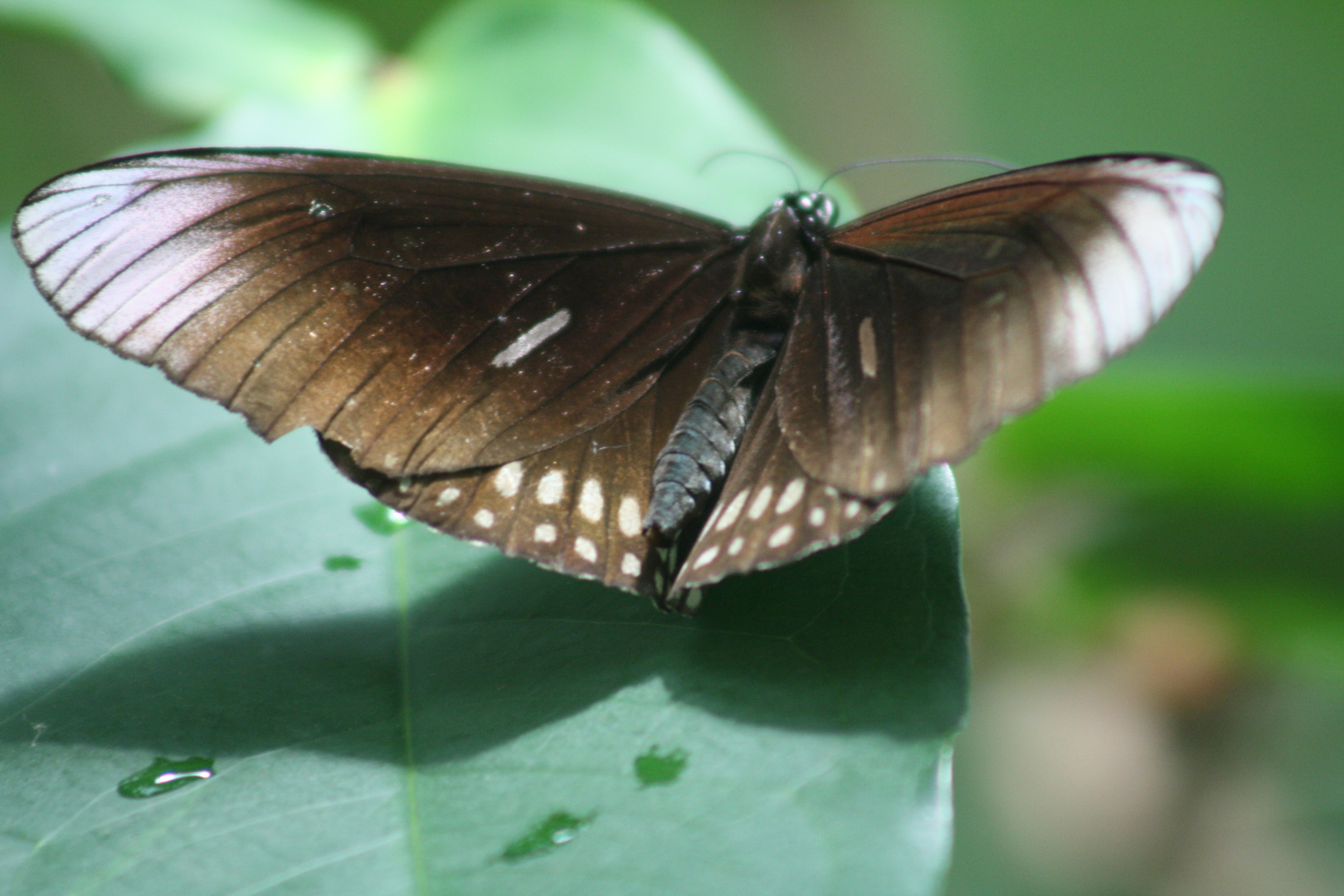 Schmetterling tanz mit mir.....